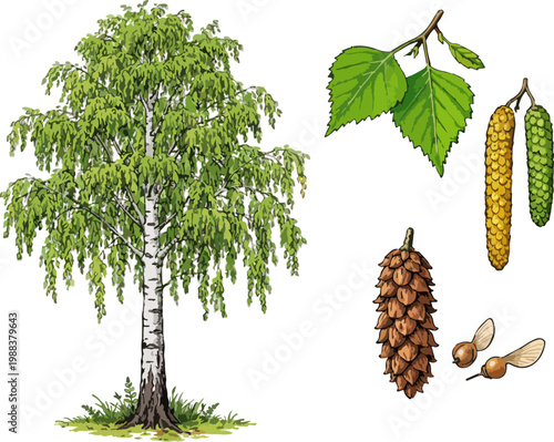 Betula pendula illustration