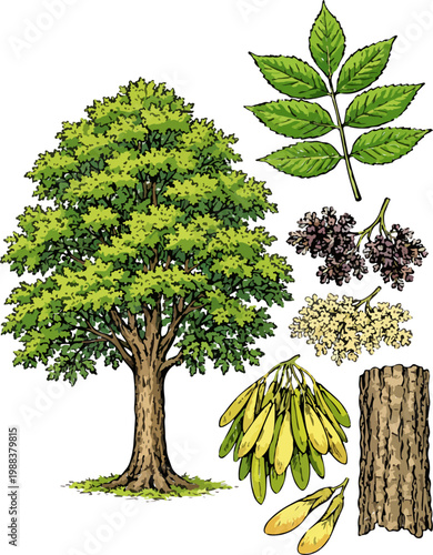 Fraxinus excelsior illustration