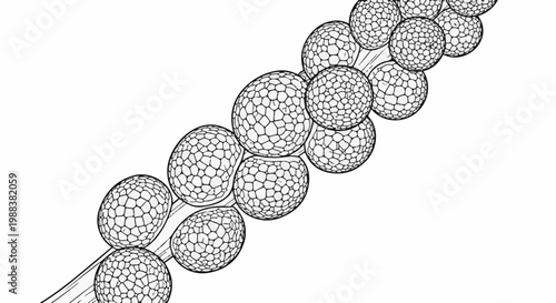 Microscopic view of interconnected cellular structures forming a cluster