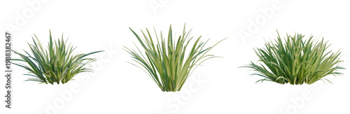 Quadro su tela Acorus calamus little tree, front view, cutout, transparent backgroud, isolate