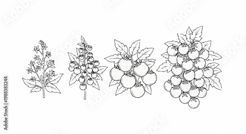 Four stages of tomato plant growth flowers, young fruit, ripe fruit clusters