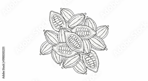Pile of cacao pods, some halved, revealed in sketch style