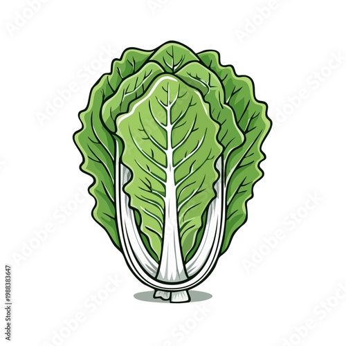 Fresh green napa cabbage vegetable with textured leaves and white core illustration