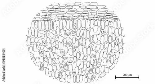 Microscopic view of plant cells, showing distinct layers and cell structures