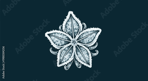 Stylized, frosted five-pointed star-shaped seed pod illustration on dark blue