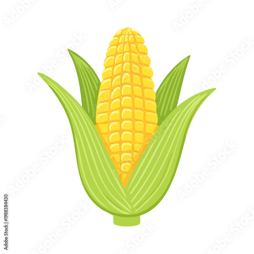 Vibrant illustration of a ripe ear of corn with green husks and yellow kernels, symbolizing harvest and agriculture.