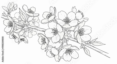 Delicate, detailed line art depicts a blooming branch with multiple flowers and leaves