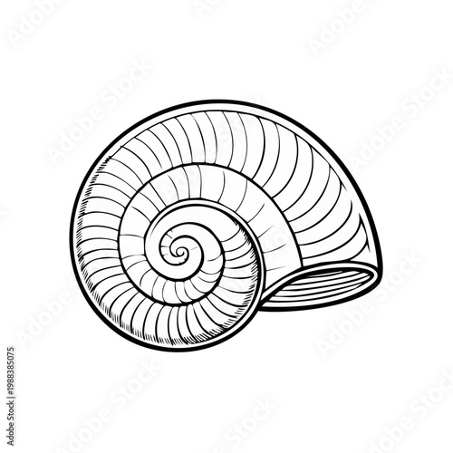 Detailed line drawing of a spiraling nautilus shell showing intricate internal chambers and elegant curves