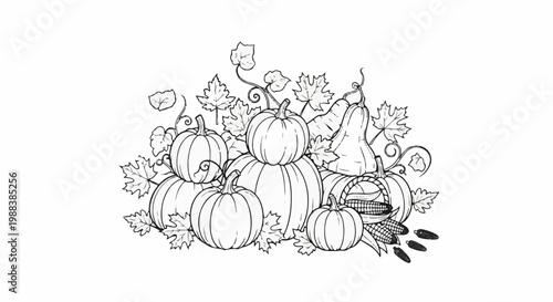 A line drawing of pumpkins and gourds with corn and leaves