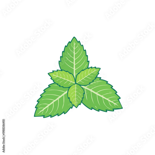 Fresh green mint leaves illustration with veins and detailed outline