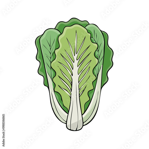 Vibrant illustration of a fresh Napa cabbage head with crisp green leaves