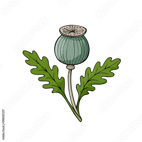 Botanical illustration of a single green poppy seed pod with two large serrated leaves on a white background