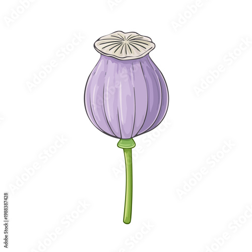Delicate purple poppy seed pod illustration with a green stem and ribbed texture on a plain background