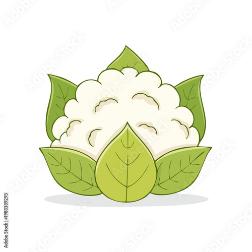 Fresh cauliflower head with green leaves, a simple cartoon illustration of a healthy vegetable, isolated on white