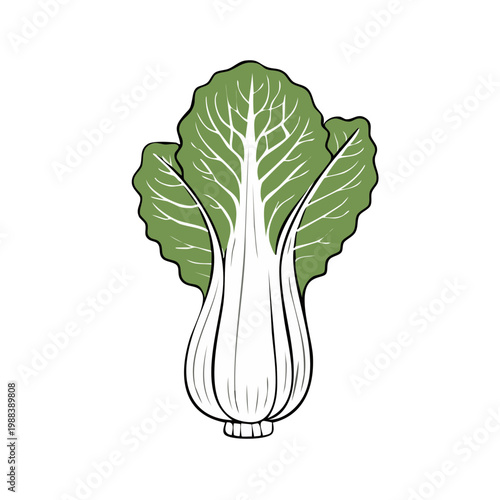 Illustration of a fresh green bok choy vegetable isolated on a white background