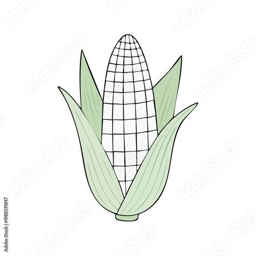 Simple illustration of a fresh ear of corn with green husks and detailed kernels