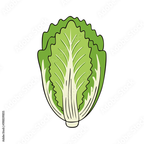 Fresh Green Napa Cabbage Head Vegetable Illustration