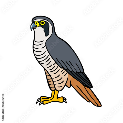 Illustration of a peregrine falcon bird of prey with sharp features and distinctive markings