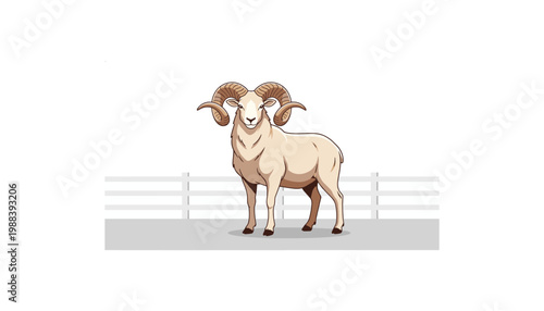 Portrait of white ram with large curved horns standing in paddock against white background and grey fence showing side profile of sacrificial sheep for qurbani festival and eid al adha celebration.