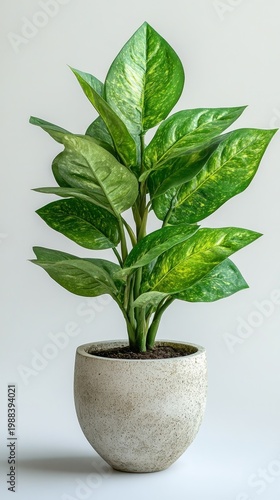 Golden Pothos Plant in Ceramic Pot - Minimalist Home Decor