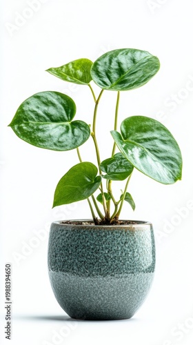 Scindapsus Pictus 'Moonlight' Potted Plant Isolated on White Background