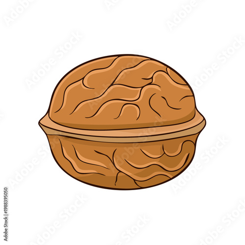 Single brown walnut illustration with detailed textured shell and clear outline