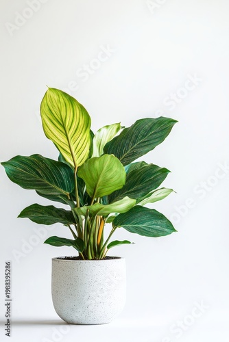 ZZ Plant in Modern Ceramic Pot - Stylish Home Decor