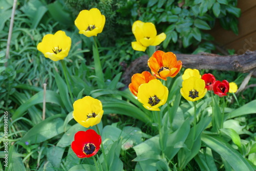 tulips in the garden,Tulpen gelb