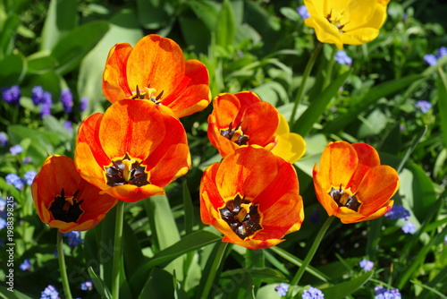 red and yellow tulips,tulpenblüten,Garten