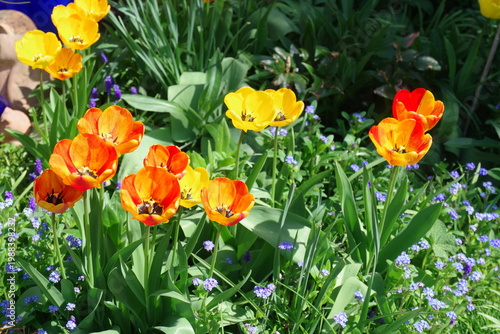 yellow and red tulips,Tulpenbeet,garten