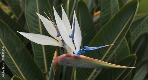 White bird of paradise flower blooming against lush green foliage
