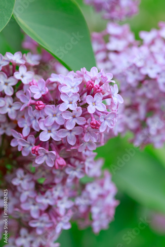 Branch with spring lilac flowers in garden isolated on green.