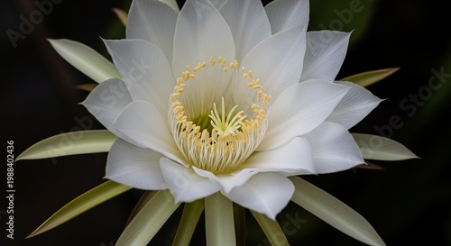 Stunning nightblooming cereus flower in full bloom