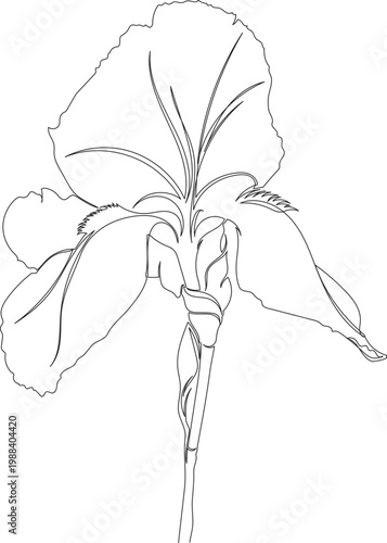 Continuous One Line Drawing of Iris Flower