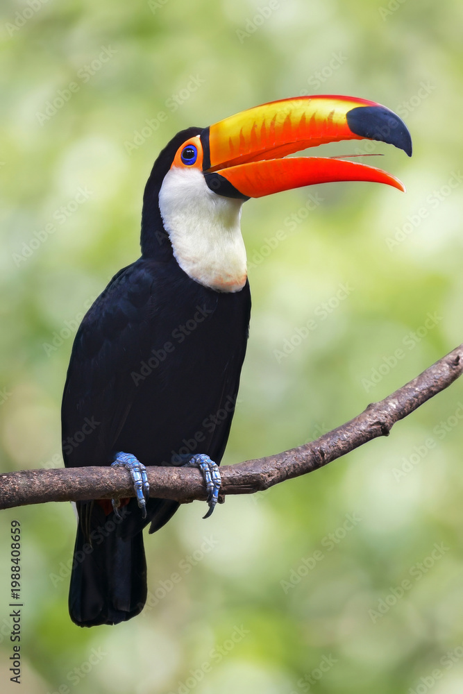 Obraz premium toucan toco on a tree branch.