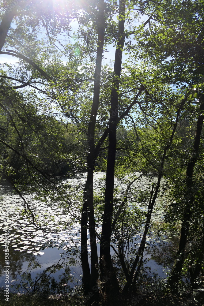 Obraz premium Kesselbruchweiher bei Frankfurt