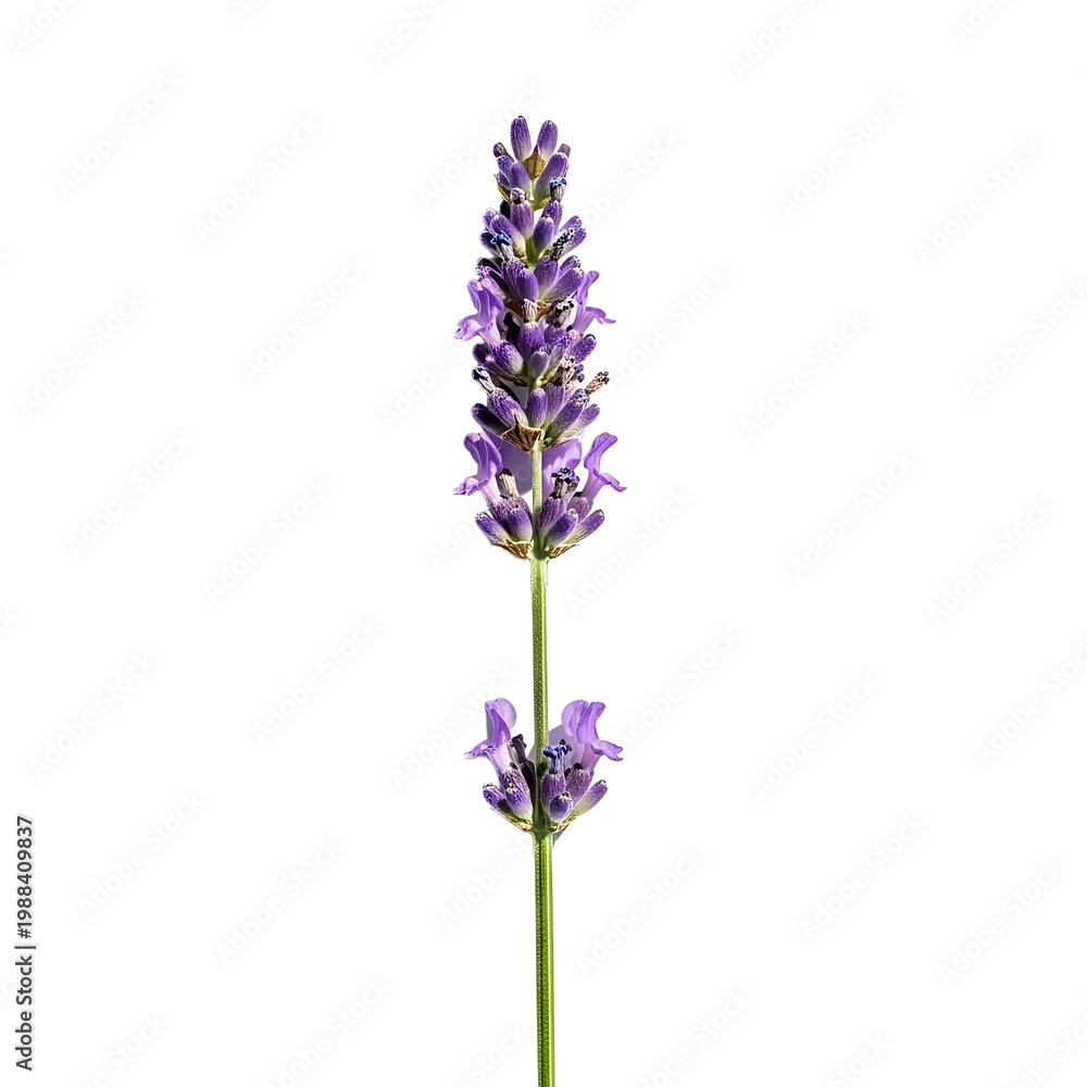 Obraz premium A PNG cutout of a single lavender flower Isolated on a Transparent Backdrop with a black background
