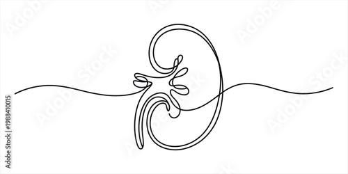 Continuous line art drawing of a human kidney organ isolated on a plain white background Vector, illustration