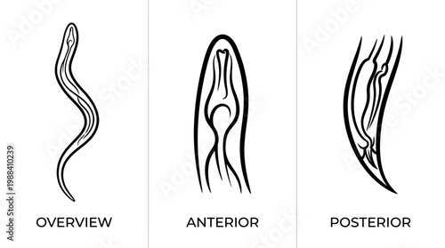 Detailed Illustrations of Parasitic Worm Anatomy and Morphology.
