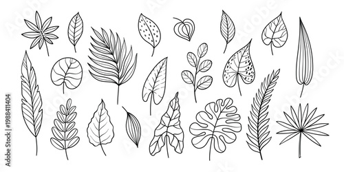 Tropical leaves doodle vector set with monstera, palm, philodendron and eucalyptus foliage, hand drawn botanical outline collection, black and white exotic leaf clipart