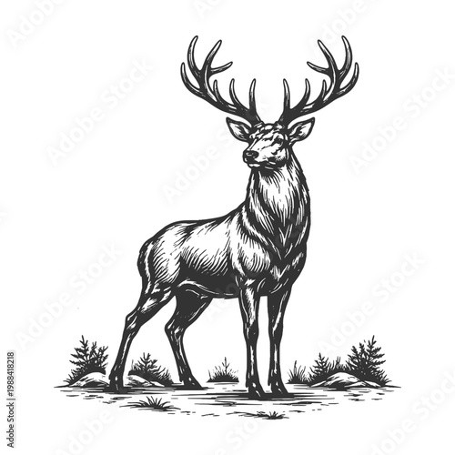 Realistic deer standing in forest with pine trees in vintage engraving line art style, black and white vector illustration of wildlife nature scene