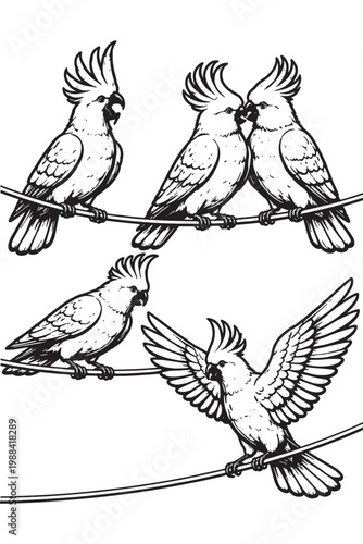 Cockatoo parrots on wire in detailed line art engraving style, black and white vector illustration set with expressive tropical bird poses