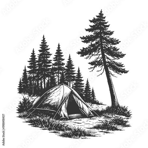 Realistic camping tent under tall pine trees in vintage engraving line art style, black and white vector illustration of forest outdoor setup