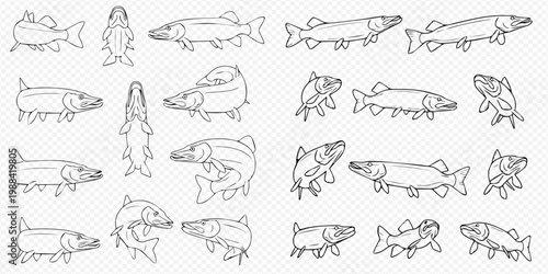 Collection of various pike fish illustrations in different poses and angles, line art style.