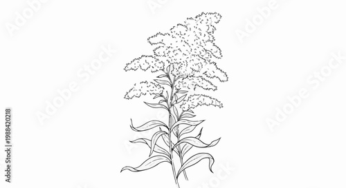 A sketch of a tall flowering plant with feathery blooms and long leaves