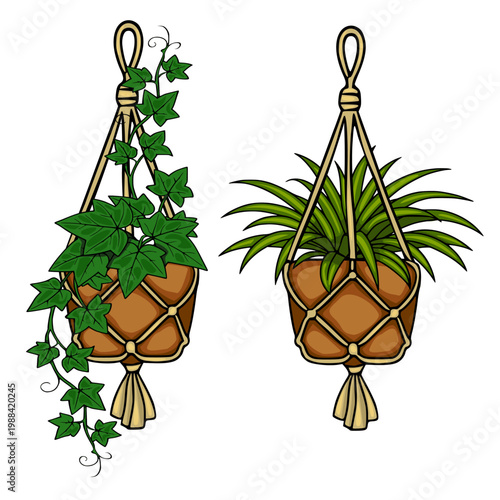 Two hanging macrame plant hangers with lush green ivy and spiky spider plant, vector illustration