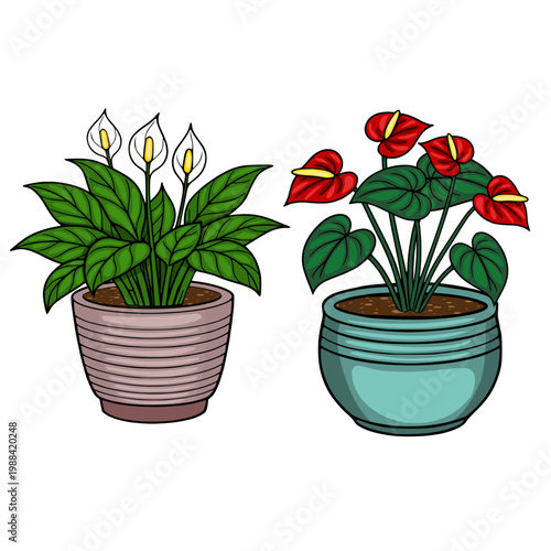 Vector illustration of two potted houseplants: white calla lilies and red anthuriums with lush green leaves.