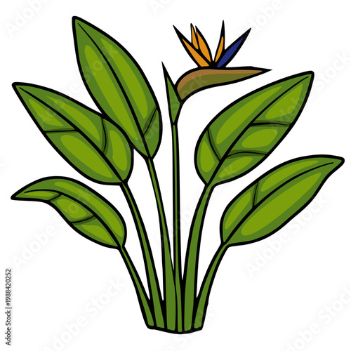 Vibrant vector illustration of a Bird of Paradise flower with lush green leaves