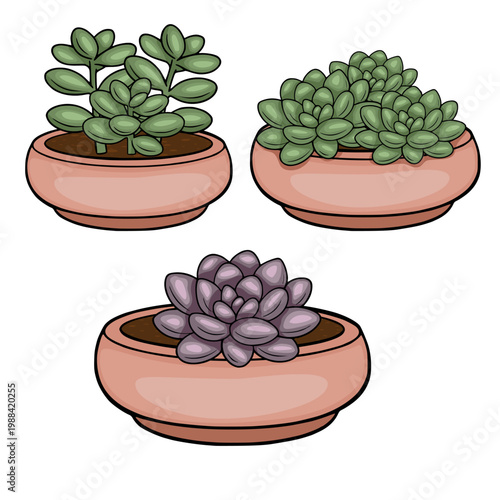 Set of three succulent plants in terracotta pots, vector illustration