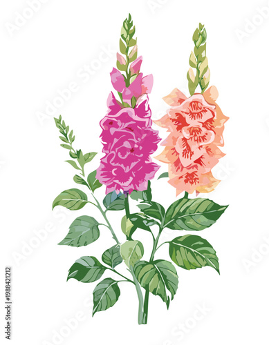 Foxglove plants botanical illustration, digitalis purpurea foxgloves floral digital painting graphic art design asset, transparent isolated vector decorative element ornament, summer bloom flowers png